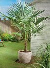 Palmiers pot 22 cm en promo chez Intermarché Super Valence à 29,99 €