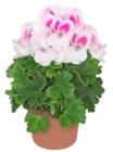Edelgeranie  im aktuellen Kaufland Prospekt für 2,99 €