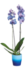 Orchidée royale en pot céramique dans le catalogue Lidl