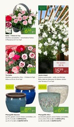 Jasmin im Pflanzen Kölle Prospekt "FRÜHLING ERLEBEN" auf Seite 5