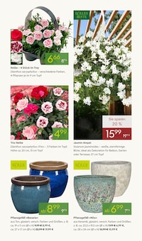 Blumentopf im Pflanzen Kölle Prospekt "FRÜHLING ERLEBEN" mit 16 Seiten (Potsdam)