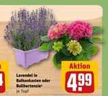 Lavendel in Balkonkasten oder Ballhortensie Angebote bei REWE Buxtehude für 4,99 €