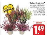 Calluna Beauty Lady bei E center im Mellrichstadt Prospekt für 1,49 €