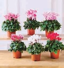 Cyclamen special en promo chez U Express Saint-Cloud à 3,99 €