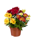 Chrysanthème collection - Lidl à Roubaix Chrysanthème collection en promo chez Lidl Roubaix à 3,99 €