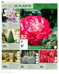 Offre Rosier dans le catalogue Carrefour du moment à la page 8