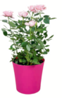 Topfrose bei toom Baumarkt im Wasserburg Prospekt für 6,99 €