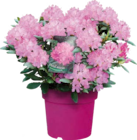 Alpenrose (Rhododendron) bei Globus-Baumarkt im Goslar Prospekt für 14,99 €