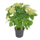 Ballhortensie Annabelle im Angebot bei OBI in Bad Homburg Ballhortensie Annabelle Angebote von Grow by OBI bei OBI Bad Homburg für 9,99 €