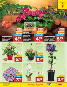 Pflanzen im Netto Marken-Discount Prospekt "Aktuelle Angebote" mit 69 Seiten (Braunschweig)