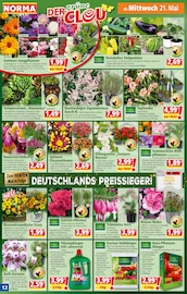 Chrysantheme im Norma Prospekt in Karlsruhe Aktueller Norma Prospekt mit Chrysantheme, "Mehr fürs Geld", Seite 12