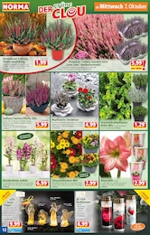 Deko-Blumen Angebot & Preis im aktuellen Norma Prospekt Deko-Blumen Angebot im aktuellen Norma Prospekt auf Seite 12