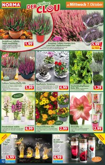 Orchidee im aktuellen Norma Prospekt (Berlin) Orchidee im Norma Prospekt "Mehr fürs Geld" mit 28 Seiten (Berlin)