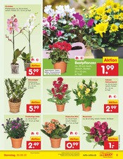 Zimmerpflanzen im Netto Marken-Discount Prospekt in Saarbrücken Aktueller Netto Marken-Discount Prospekt mit Zimmerpflanzen, "Aktuelle Angebote", Seite 5