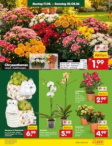 Zimmerpflanzen im aktuellen Netto Marken-Discount Prospekt (Duisburg) Zimmerpflanzen im Netto Marken-Discount Prospekt "Aktuelle Angebote" mit 71 Seiten (Duisburg)