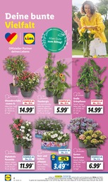 Balkonpflanzen Angebot im aktuellen Lidl Prospekt auf Seite 4