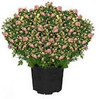 Bauernchrysantheme bei ALDI Nord im Nordhorn Prospekt für 3,49 €