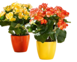 Begonie „Begonia elatior“ im aktuellen Hagebaumarkt Prospekt für 3,99 €