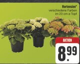 Hortensien im Angebot bei E center in Hof Hortensien Angebote bei E center Hof für 8,99 €