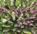 Duo-Winterheide für 2,99 € bei Pflanzen Kölle im Angebot Duo-Winterheide im aktuellen Pflanzen Kölle Prospekt