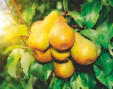 FRUITIERS INVIVO Nous on sème - INVIVO Nous on sème dans le catalogue Delbard