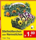 Stiefmütterchen oder Hornveilchen Angebote bei Zimmermann Delmenhorst für 1,89 €