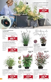 Bambus im Dehner Garten-Center Prospekt in Erkrath Aktueller Dehner Garten-Center Prospekt mit Bambus, "AKTUELLE ANGEBOTE", Seite 2