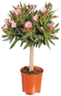Fuchsia ou laurier rose - Lidl à Colombes Fuchsia ou laurier rose en promo chez Lidl Colombes à 10,99 €