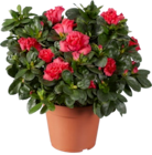 Azalée ou plantes fleurie de printemps en promo chez Lidl Caen à 5,99 €