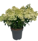 Aktuelles Rispenhortensie Angebot bei Blumen Ostmann in Bremen ab 8,99 €