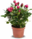 Rosen von  im aktuellen Netto Marken-Discount Prospekt für 2,29 €
