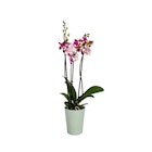 Orchidée 3 tiges - Carrefour à Aubervilliers Orchidée 3 tiges en promo chez Carrefour Aubervilliers à 9,99 €