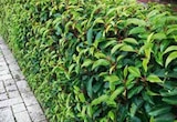 Portugiesischer Kirschlorbeer 'Angustifolia' im Angebot bei OBI in Bremen Portugiesischer Kirschlorbeer 'Angustifolia' Angebote bei OBI Bremen für 419,99 €