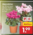 Alpenveilchen von  im aktuellen Netto Marken-Discount Prospekt für 1,99 €