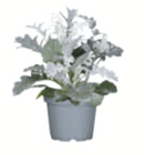 Aktuelle Blumen Angebote bei toom Baumarkt in Jena Aktuelles Silberblatt Angebot bei toom Baumarkt in Jena ab 0,79 €