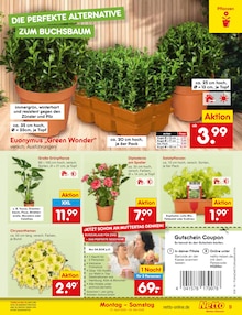 Blumen im Netto Marken-Discount Prospekt "Aktuelle Angebote" mit 62 Seiten (Mannheim)