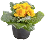 Primeln bei Thomas Philipps im Prospekt "" für 0,89 €