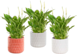 Promo Spathiphyllum + Cache-pot Ø 10,5 cm à 8,99 € dans le catalogue Botanic à La Queue-en-Brie