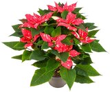 Gesprenkelter Weihnachtsstern Busch im Angebot bei Penny in Würzburg Gesprenkelter Weihnachtsstern Busch Angebote bei Penny Würzburg für 5,99 €