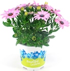 Bornholm Margerite bei Thomas Philipps im Herbsleben Prospekt für 1,79 €