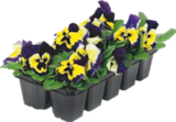 Barquette de 10 viola - GARDENLINE dans le catalogue Aldi