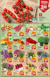 Kartoffeln im REWE Prospekt in Ettlingen Aktueller REWE Prospekt mit Kartoffeln, "Dein Markt", Seite 5