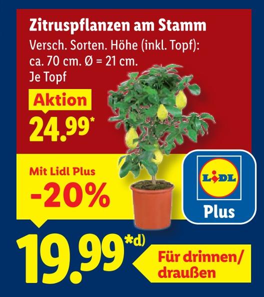 Zitruspflanzen am Stamm