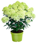 Rispenhortensie Angebot in Etzelwang Rispenhortensie im aktuellen Prospekt bei OBI in Etzelwang