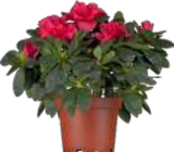 Azaleen bei EDEKA im Trittau Prospekt für 4,99 €