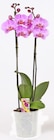 Orchidee Phalaenopsis für 5,99 € bei Thomas Philipps im Angebot Orchidee Phalaenopsis im aktuellen Thomas Philipps Prospekt