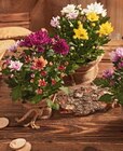 Chrysantheme von  im aktuellen Kaufland Prospekt für 2,59 €