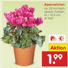 Aktuelles Alpenveilchen Angebot bei Netto Marken-Discount in Koblenz ab 1,99 €