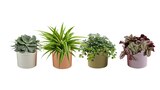 Collection de plantes vertes ECLOZ - ECLOZ à 6,00 € dans le catalogue Jardiland