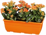 Jardinière de kalanchoé en promo chez Lidl Valence à 6,99 €